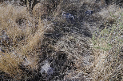 campo5
